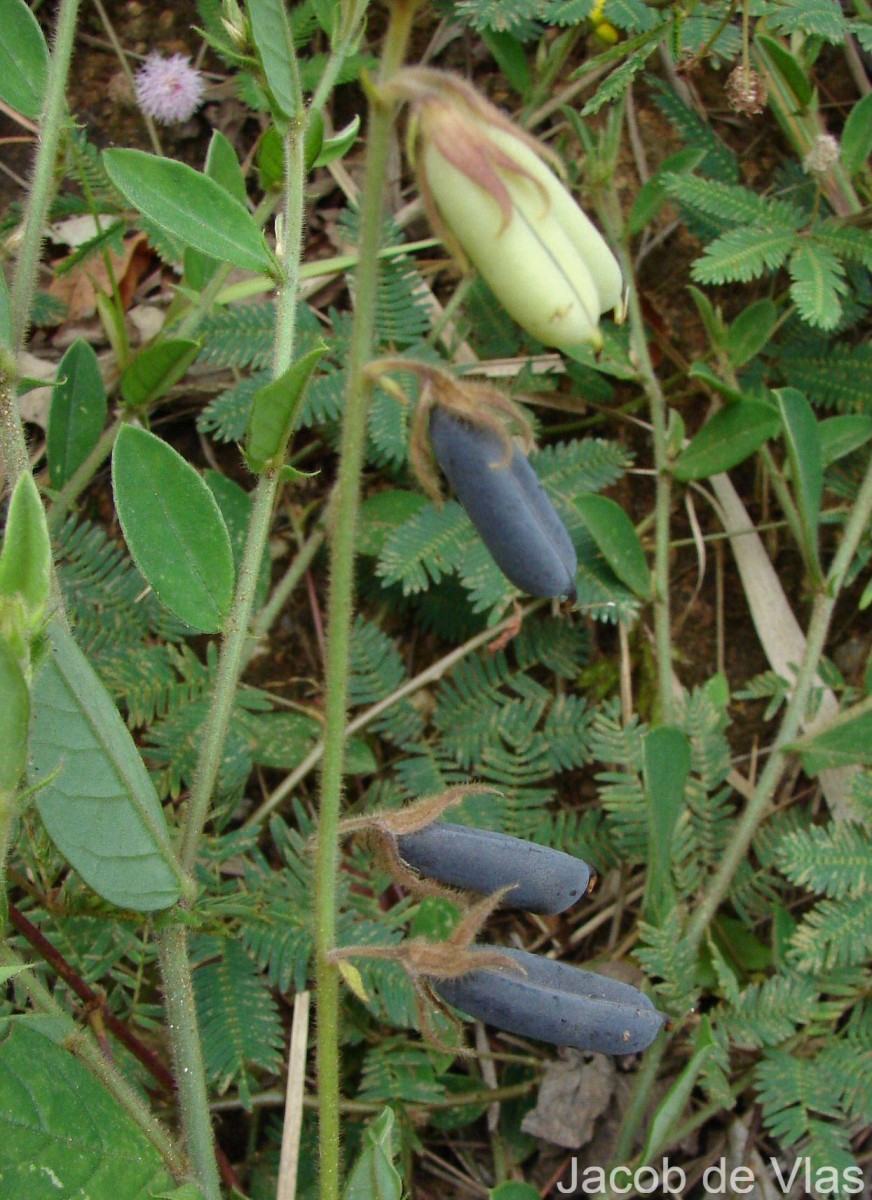 Crotalaria lejoloba Bartl.